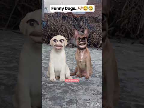 funny dogs😂 #shorts #funny
