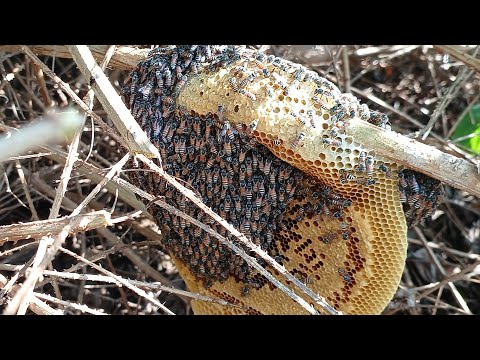 Wild honey harvest again:)... tasted this time with Jackfruit Dosa for breakfast 😋