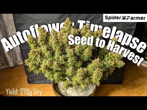 Timelapse - Seed to Harvest 279g Dry -Amnesia Haze Autoflower- Spiderfarmer SF4000