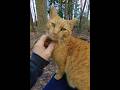I Called Him Mean So He Bit Me Orange Tabby Cat Shorts