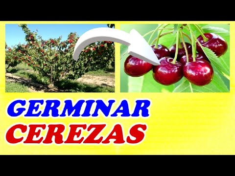 Como Germinar Cerezas // Todo Huerta y Jardín