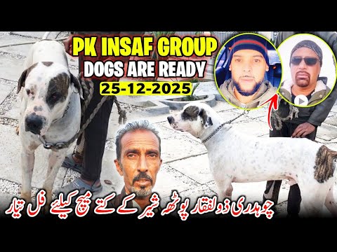 Pk Insaf Group Dogs Are Ready For Big Match 😍 Dera Ch Zulfiqar Potha Sher || 25/12/2025