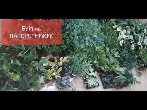 Обзор поступления комнатных растений от 26 июня 2022г. Папоротники, маранта, антуриумы, алказии и др