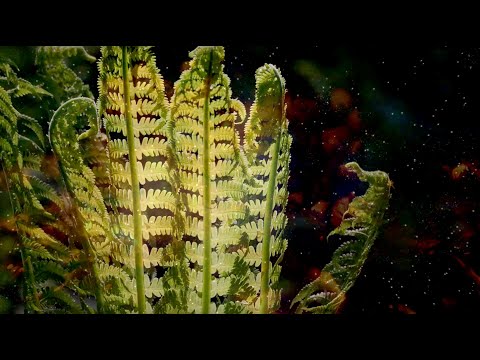 Leśne Licho - Kwiat Paproci (2160p 4K Video Clip)