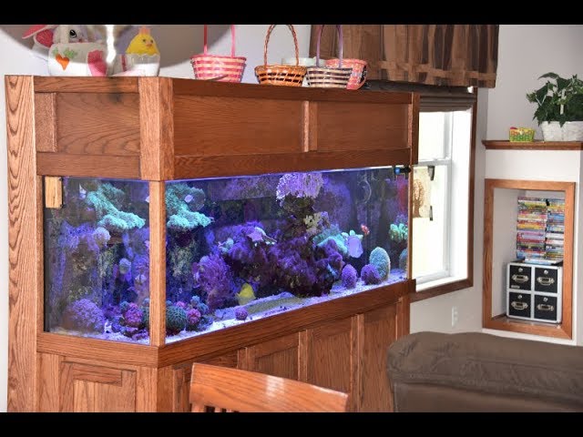 DIY How To Reef Tank Sandbed Maintenance