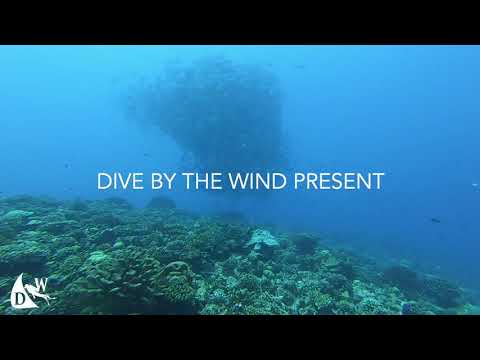 Diving in Tikehau french polynesia