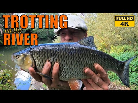 TROTTING on the STICK FLOAT . The BEST way to CATCH EVERYTHING in the River .