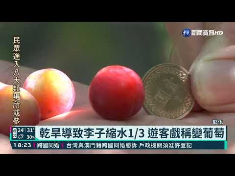 乾旱! 彰化綠竹筍產量少三成.李子縮水