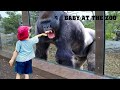 TRY NOT TO LAUGH Funny Babies At The Zoo LAUGH TRIGGER