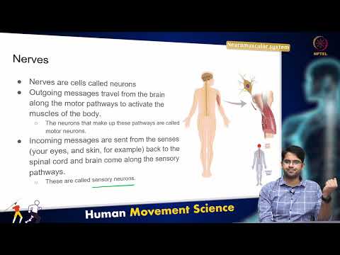 Neuromuscular System