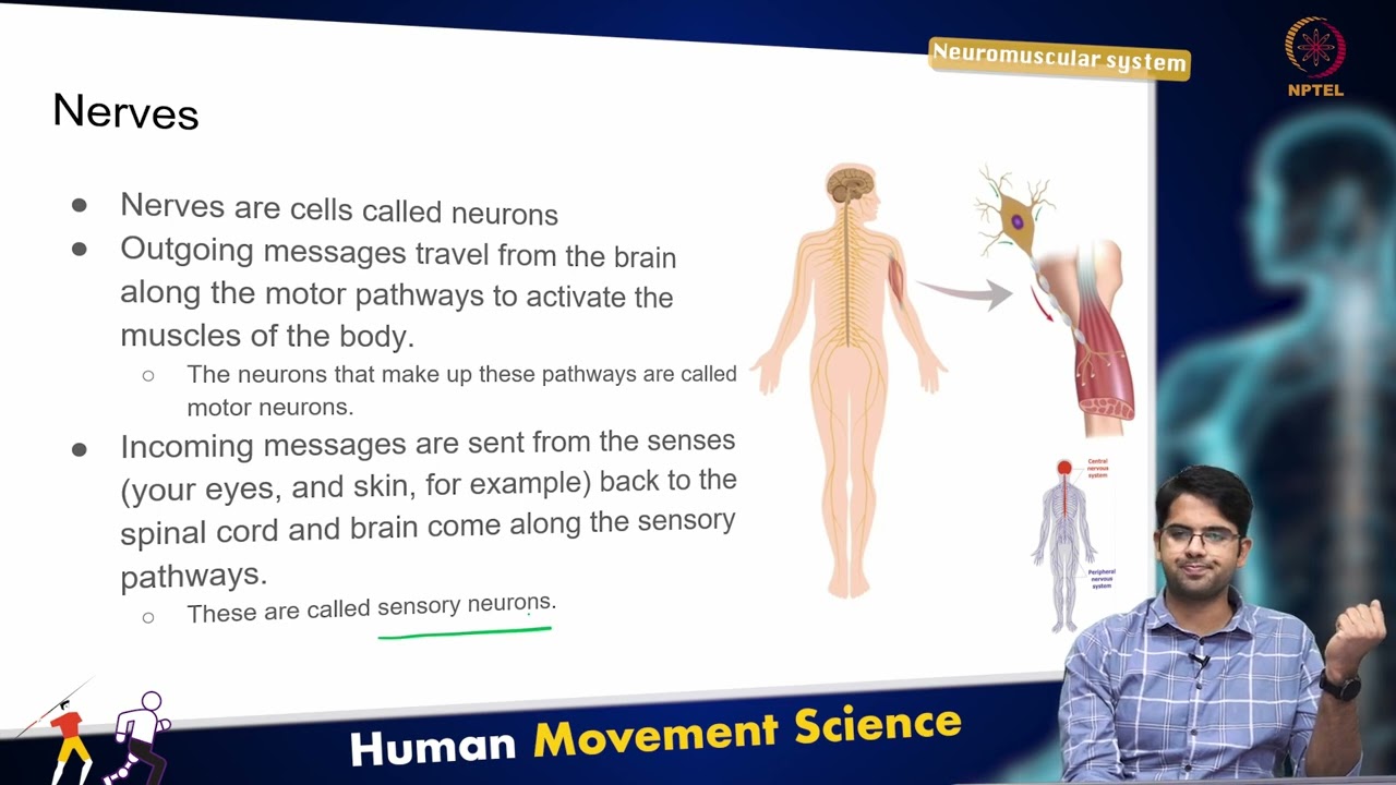 Neuromuscular System