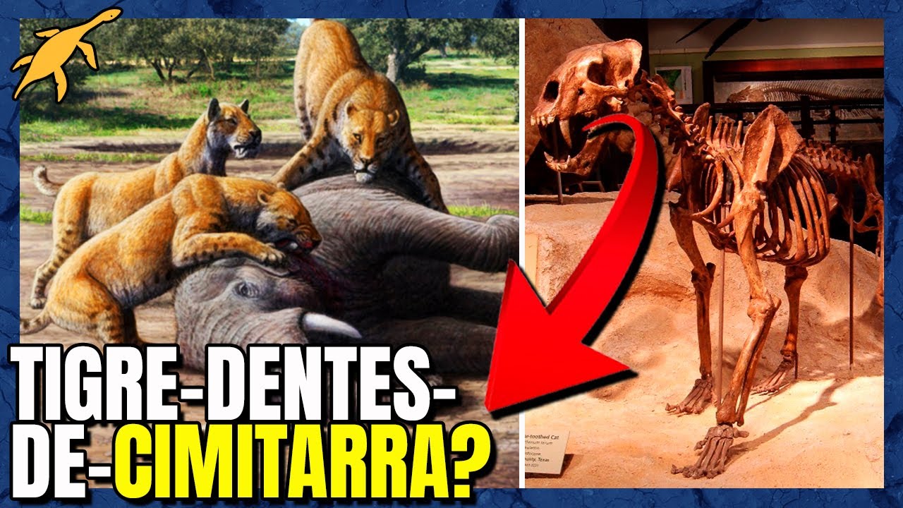 HOMOTHERIUM, o DENTES-DE-SABRE DIFERENTÃO