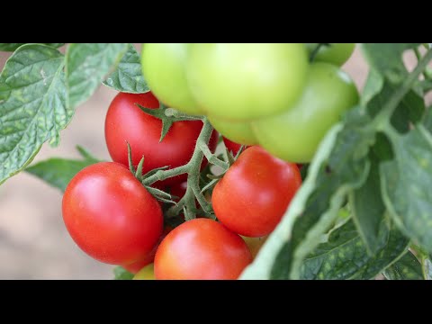 Tomaten anbauen 🍅🌿 Ratgeber für das Anpflanzen und Pflegen von Tomaten 🌱