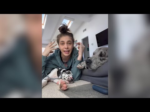 Dog Psychology Facts 🐶🧠 w OnlyJayus - #Shorts