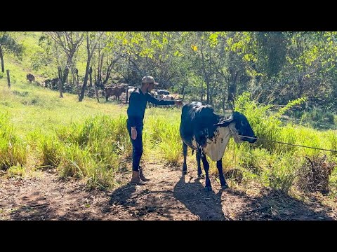Applying vitamins to the heifer that gave birth to us, this vitamin is very good 😱🐄