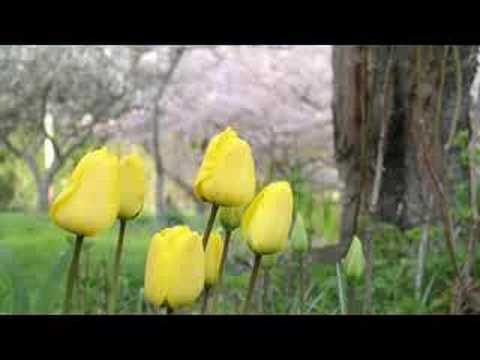 Benjamin - Hoilo Par Mitthli