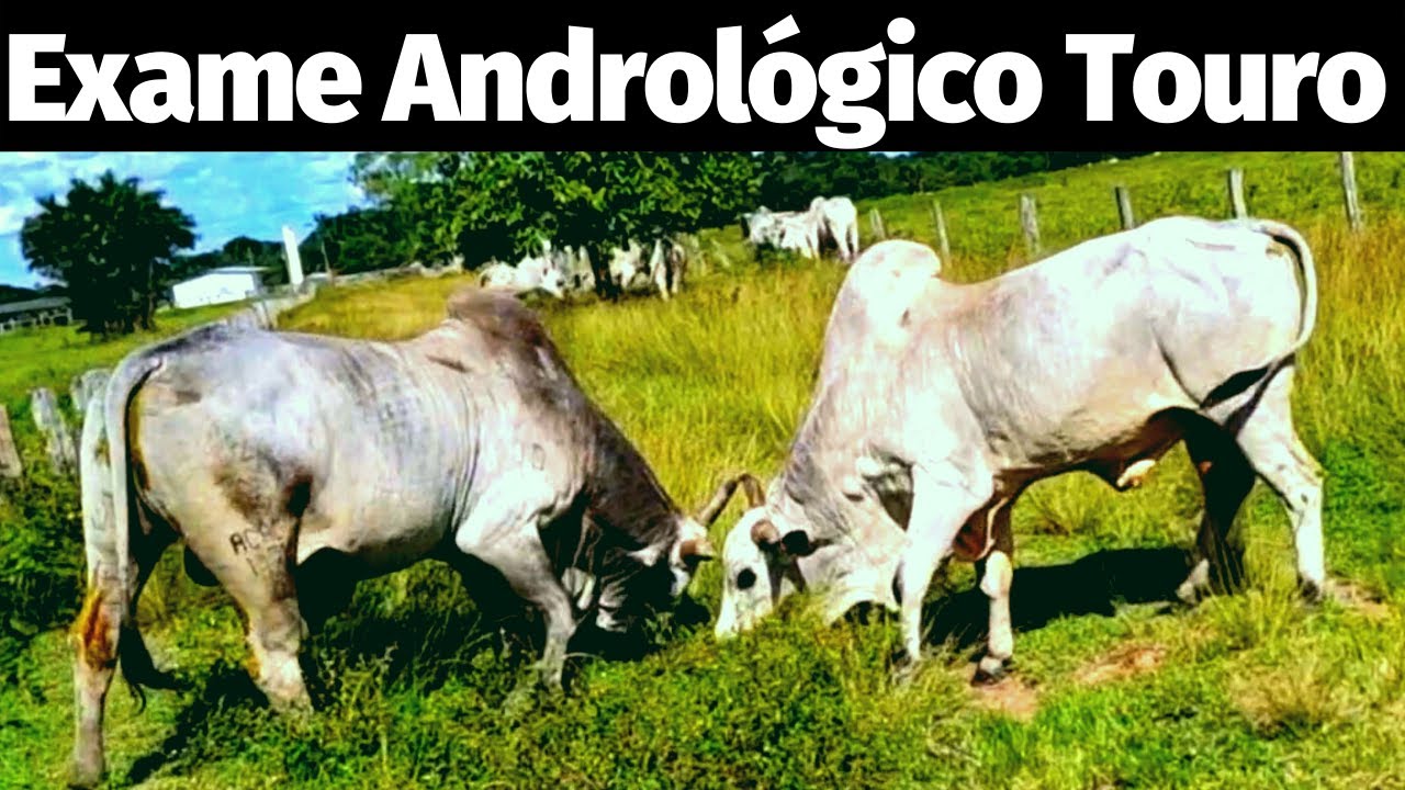 COMO É FEITO O EXAME ANDROLÓGIO NOS TOUROS
