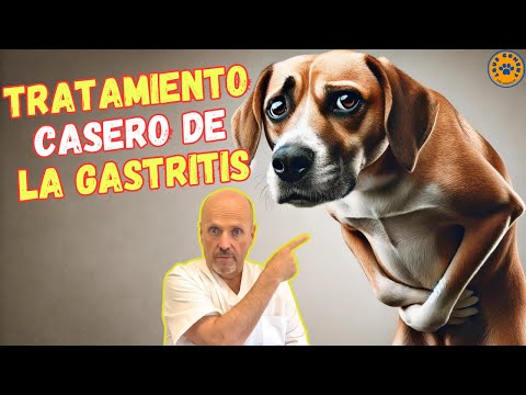 🌵 ALOE VERA Y OTROS REMEDIOS CASEROS PARA LA GASTRITIS EN PERROS 🌵