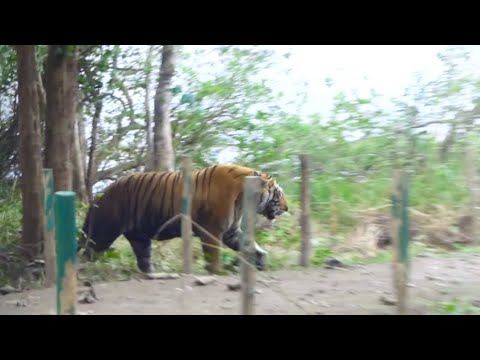 Large male bengal tiger