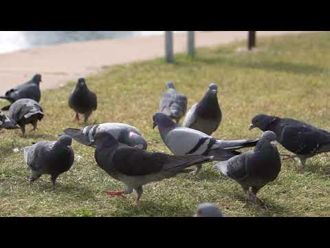 Cat TV 🐱 Pigeon Party At The Pond | Birding Videos For Cats And Dogs