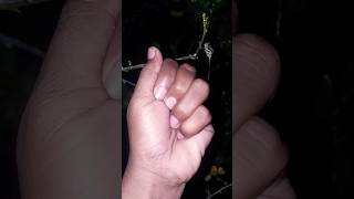 I found a cute brown moth