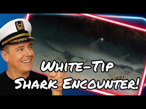 Scuba divers preparing to enter the water in Honolulu