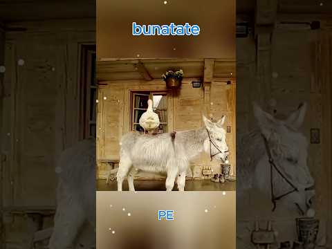 Animalele Care Au Protejat Somnul Stăpânului #poveste #animale #bunatate