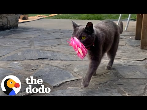 Stray Cat Kept Bringing Woman Flowers Until She Let Her Inside | The Dodo
