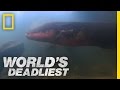 Six-Foot Electric Eel | World's Deadliest