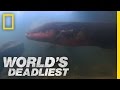 World's Deadliest - Six-Foot Electric Eel 