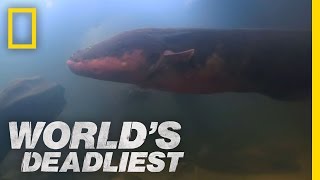 Six-Foot Electric Eel | World&#39;s Deadliest