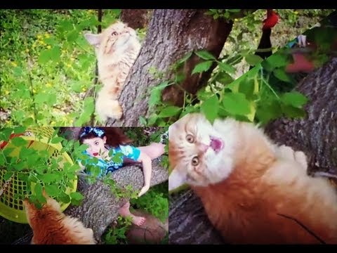Cat Emergency Rescue: Stuck In a Tree