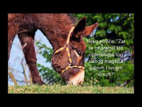 Priča o magarcu i svetu