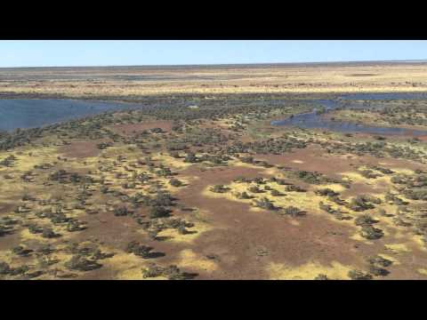 Helicopters in Kiwirrkurra