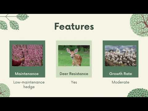 Royal Star Magnolia | Low Maintenance Hedges | InstantHedge