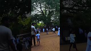 Kalaniya Raga Maha Viharaya "  - Bodhi Tree