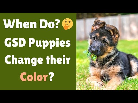 After How long Do German Shepherd Puppies Change their Color? Why do they Change?