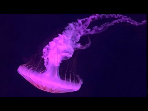 Exploring the Underwater World of Jeddah! | Amazing Marine Life #travel #saudiarabia