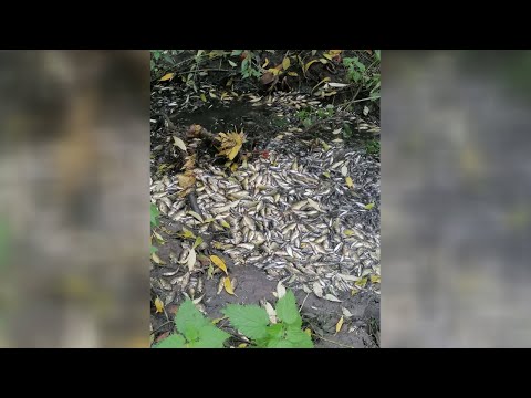 Na Prostějovsku někdo vypustil chovný rybník, škoda jde do statisíců