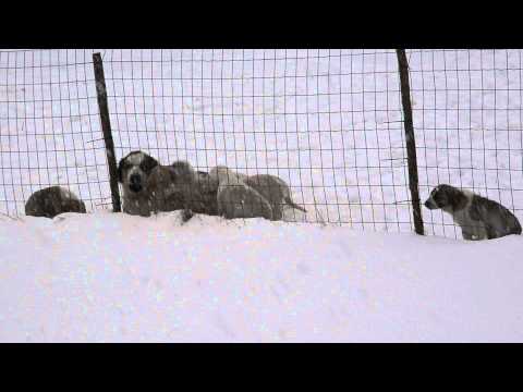 CAO PUPPIES  8 WEEKS LITTER "U" Apolonia's WIld Band (Romanovs Alabai NAZIR & DREAM)