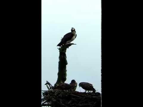 Osprey chick learning it`s flying skills from the nest , Scotland .