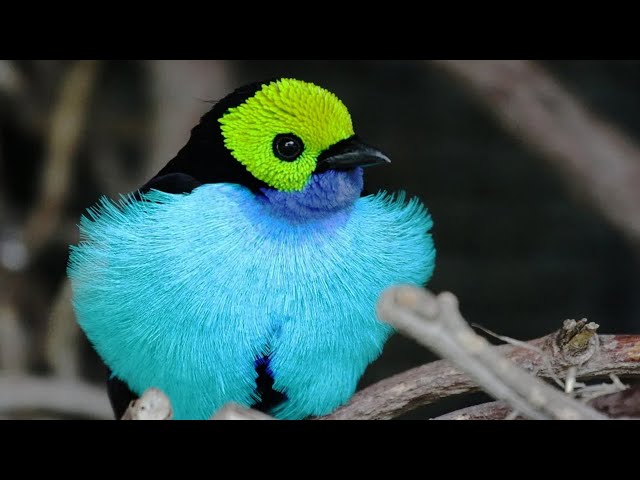 Video Pronunciation of tanager in English