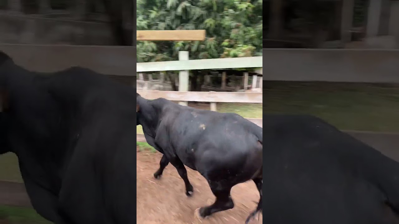 PESAGEM BEZERROS GRÃO INTEIRO #manejodepasto  #confinamento #pecuaria