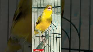 Download lagu Kenari Isian Pleci mp3 Download lagu Kenari Isian Pleci mp3