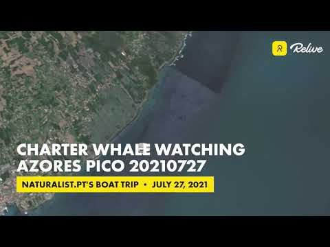 20210727pm | A day full of dolphins | Um dia cheio de golfinhos