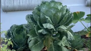 How To Freeze Collard Greens For Future Use | South Florida Garden