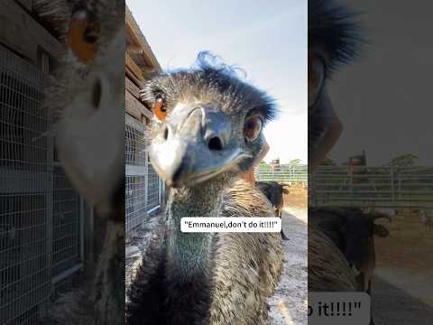 Funny emu🤣 #foryou #funnyanimal #emu