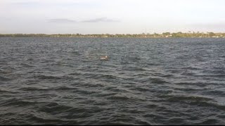 preview picture of video 'Dolphins Swimming in the Indian River Lagoon Near Cocoa Florida'