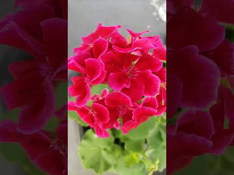 庭や屋内でゼラニウムと組み合わせる植物はどれですか？どういう基準で？  庭園