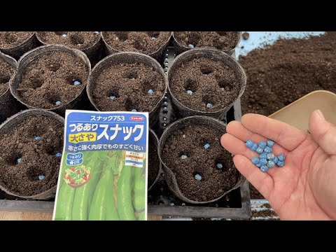 園芸 エンドウ豆の種を蒔いて育てる方法は?